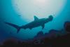 Hammerhead Shark (Sphyrna sp.)