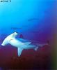 Hammerhead Shark (Sphyrna sp.)