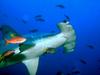 Hammerhead Shark (Sphyrna sp.)