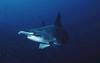 Hammerhead Shark (Sphyrna sp.)