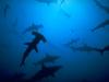 Hammerhead Shark (Sphyrna sp.)