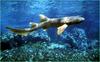 Nurse Shark (Ginglymostoma cirratum).