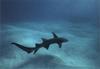 Nurse Shark (Ginglymostoma cirratum).