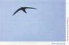 Common Swift (Apus apus)