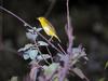 Warbler (Sylviinae)