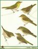 Warblers (Sylviinae)