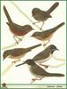 Warblers (Sylviinae)