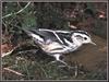 Black-and-white Warbler (Mniotilta varia)