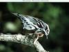 Black-and-white Warbler (Mniotilta varia)