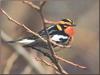 Blackburnian Warbler (Dendroica fusca)