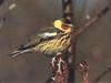 Cape May Warbler (Dendroica tigrina)