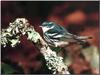 Cerulean Warbler (Dendroica cerulea)