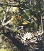 Golden-cheeked Warbler (Dendroica chrysoparia)
