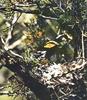 Golden-cheeked Warbler (Dendroica chrysoparia)