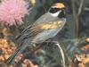 Golden-winged Warbler (Vermivora chrysoptera)