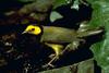 Hooded Warbler (Wilsonia citrina)