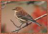 Yellow-rumped Warbler (Dendroica coronata)