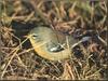 Northern Parula Warbler (Parula americana)