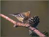 Pine Warbler (Dendroica pinus)