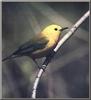 Prothonotary Warbler (Protonotaria citrea)