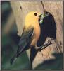 Prothonotary Warbler (Protonotaria citrea)