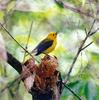 Prothonotary Warbler (Protonotaria citrea)