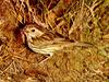 Speckled Warbler (Chthonicola sagittata)