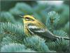 Townsend's Warbler (Dendroica townsendi)