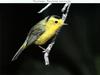 Wilson's Warbler (Wilsonia pusilla)