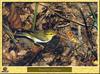 Wood Warbler (Phylloscopus sibilatrix)