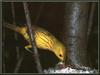 Yellow Warbler (Dendroica petechia)