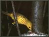 Yellow Warbler (Dendroica petechia)