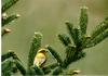 Yellow Warbler (Dendroica petechia)