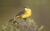 Yellow Wagtail (Motacilla flava)