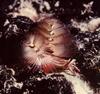 Christmas Tree Worm