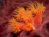 Sea Anemone