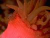 Sea Anemone