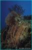 Sea Fan