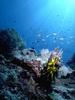 Sea Fan  & Schooling fishes