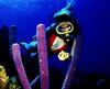 Purple Pillar Sponge