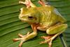 White's Treefrog (Litoria caerulea)