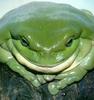 White's Treefrog (Litoria caerulea)
