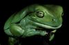 White's Treefrog (Litoria caerulea)