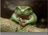 White's Treefrog (Litoria caerulea)