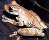 Brazilian Gladiator Treefrog (Hyla faber)