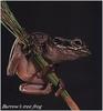 Lowland Burrowing Treefrog (Pternohyla fodiens)