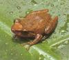 Common Coqui Frog (Eleutherodactylus coqui)