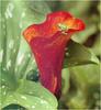 Green Treefrog (Hyla sp.)