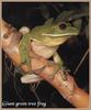 White-lipped Treefrog (Litoria infrafrenata)