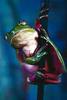 Treefrog